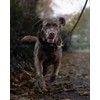 FAIRWIN Braided Leather Dog Training Leash 6 Foot - Dog