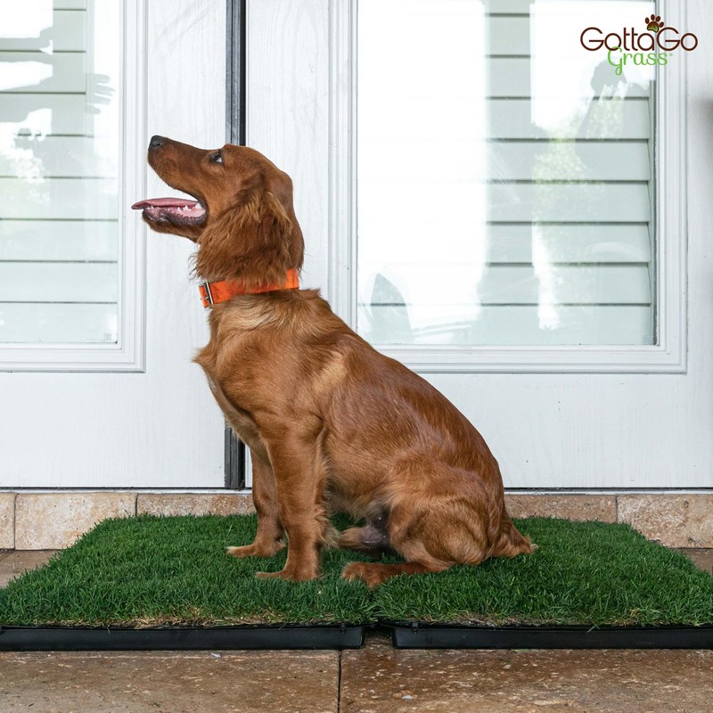 Gotta Go Grass - Real Dog Grass for Pet Training,