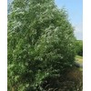 CZ Grain 18 Hybrid Willow Trees - Privacy Trees Fast