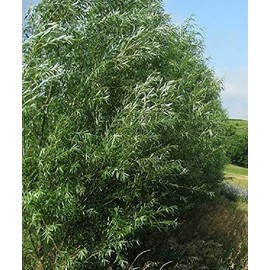 CZ Grain 18 Hybrid Willow Trees - Privacy Trees Fast Growing - Great Visual & Sound Bar