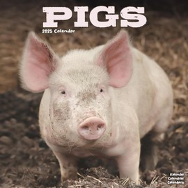 Pigs Calendar 2025 | Square Wall Pig Calendar | 16 Month | With Free Organisational Stickers