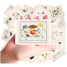 Stickers [24 pcs x 2.5"x3.5" Each] Victorian Drawings of Collections of Butterflies and Bugs Old Book Illustrations Vintage FLONZ Ephemera for Craft and Scarpbooking
