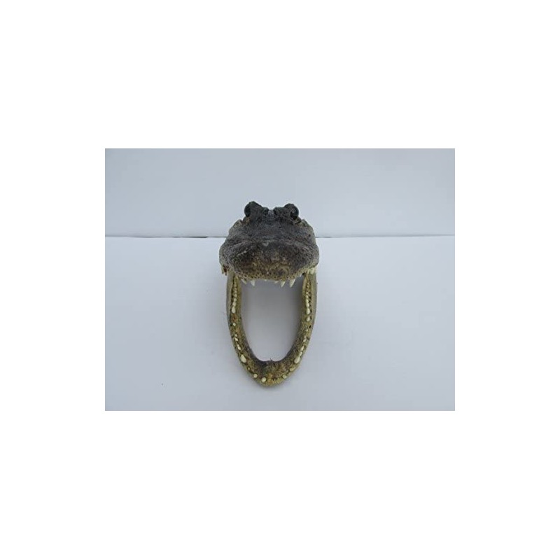 Real Alligator Head from a 4 Foot Gator