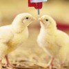 20Pcs Square Tube Automatic Poultry Drinker Drinking Nipple Farm Accessories