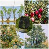 2pcs 10ftx10ft Large Fruit Tree Netting Bags, Bird Netting Cover