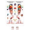 Sport-Tec Reflexzones Foot Mini Poster Anatomy 34 x 24 cm