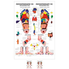 Sport-Tec Reflexzones Foot Mini Poster Anatomy 34 x 24 cm Medical Teaching Aid