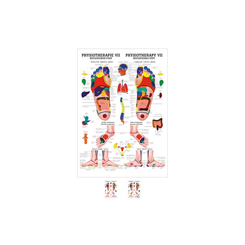 Sport-Tec Reflexzones Foot Mini Poster Anatomy 34 x 24 cm