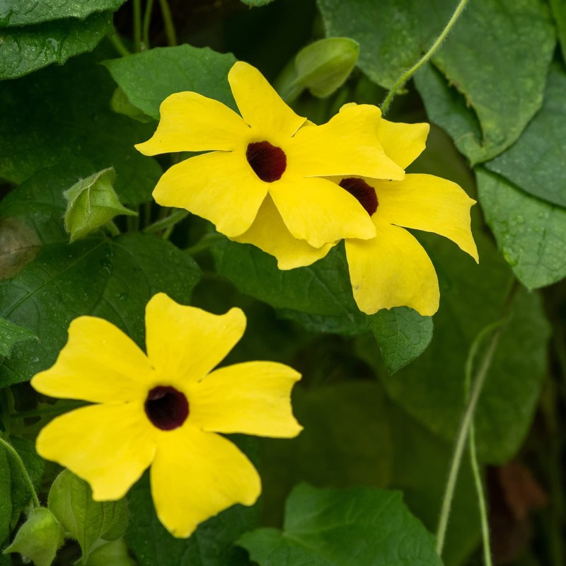 Park Seed Black-Eyed Susan Vine – Twining Summer Annual with