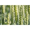 All Good Things Organic Great Grains Seeds for Planting: 4