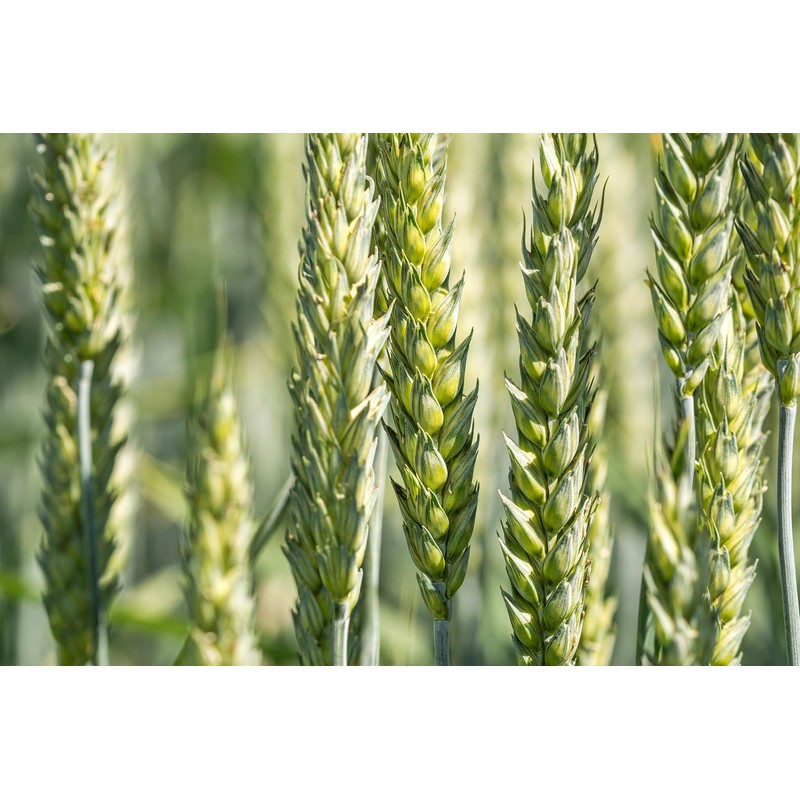 All Good Things Organic Great Grains Seeds for Planting: 4