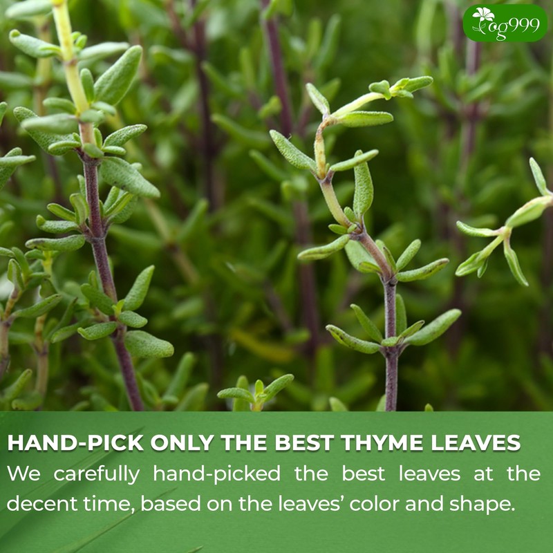 TOG999, Premium 40 Thyme Leaf Tea Bags, 100% Natural &