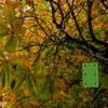 Defenders Horse Chestnut Leaf Miner Pheromone Trap – Twinpack, Refillable,
