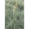 Chinese Silvergrass, Adagio Miscanthus, Dwarf Maiden Grass (Landscape, Green, Silver,