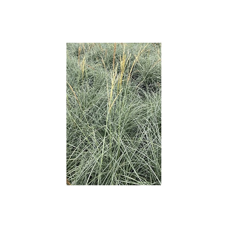 Chinese Silvergrass, Adagio Miscanthus, Dwarf Maiden Grass (Landscape, Green, Silver,