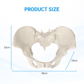 WULTNICEW Female Pelvic Model on Elastic, Life-Size Model of Human Pelvis with Bungee Medical Anatomy Model for Medical Education and Continuing Education