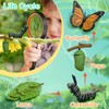 Life Cycle Figurines of Monarch Butterfly and Realistic Frog Toy