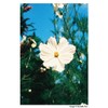 Harman Photo Phoenix ISO 200 C41 Color Negative Film (35mm,