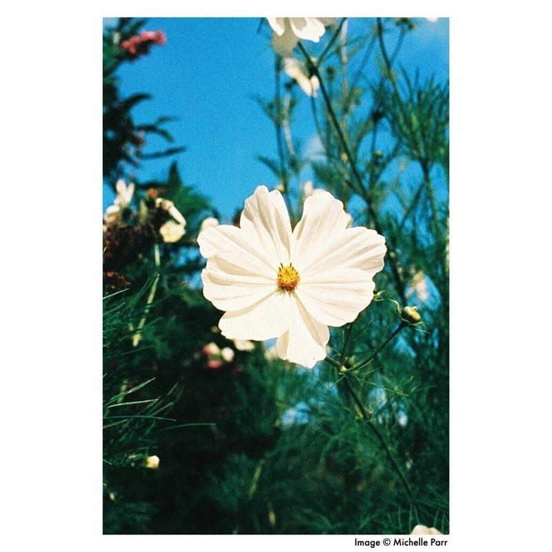 Harman Photo Phoenix ISO 200 C41 Color Negative Film (35mm,