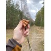 Weisskirchen 510512 Bird Distress Call with 3 Voices Brown