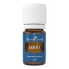 Young Living Aceite Esencial De Eburnea Young Living 5 Ml
