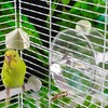 RSHuiOUXX 250ml Automatic Bird Water Dispenser with Touch Needle Mechanism