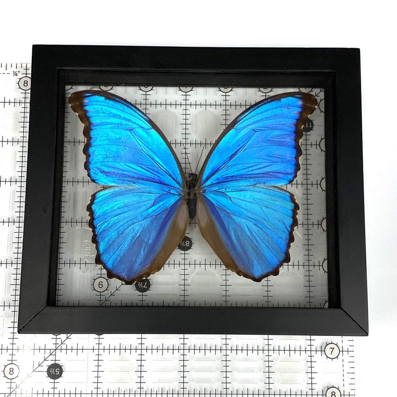 REAL BUTTERFLY MORPHO DIDIUS INSECT TAXIDERMY FRAME WITH DOUBLE SIDE
