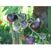BLUE TOMATO * HEALTHFUL * ANTIOXIDANT *