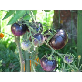 BLUE TOMATO * HEALTHFUL * ANTIOXIDANT *