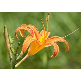 Kwansao Tea 1.7 oz (48 g) (2 g x 24 Packs) Okinawa Herbal Tea Tea Pack