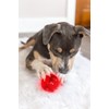 Pet Qwerks Blinky Babble Ball - Flashing Interactive Chew Dog