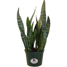 United Nursery Sansevieria Zeylanica Live Indoor Snake Plant Shipped in 6 inch Grower Pot 18-22 inch Shipping Size