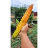 Fresh 30 Pcs BitterMelon Seeds Gourd Ampalaya Seeds Fresh Harvest