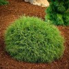 2 Mr Bowling Ball Arborvitae 12-18" Tall - Gallon Pots