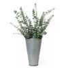 De La Terre Fresh Scented Baby Eucalyptus Pulverulenta Bunch for