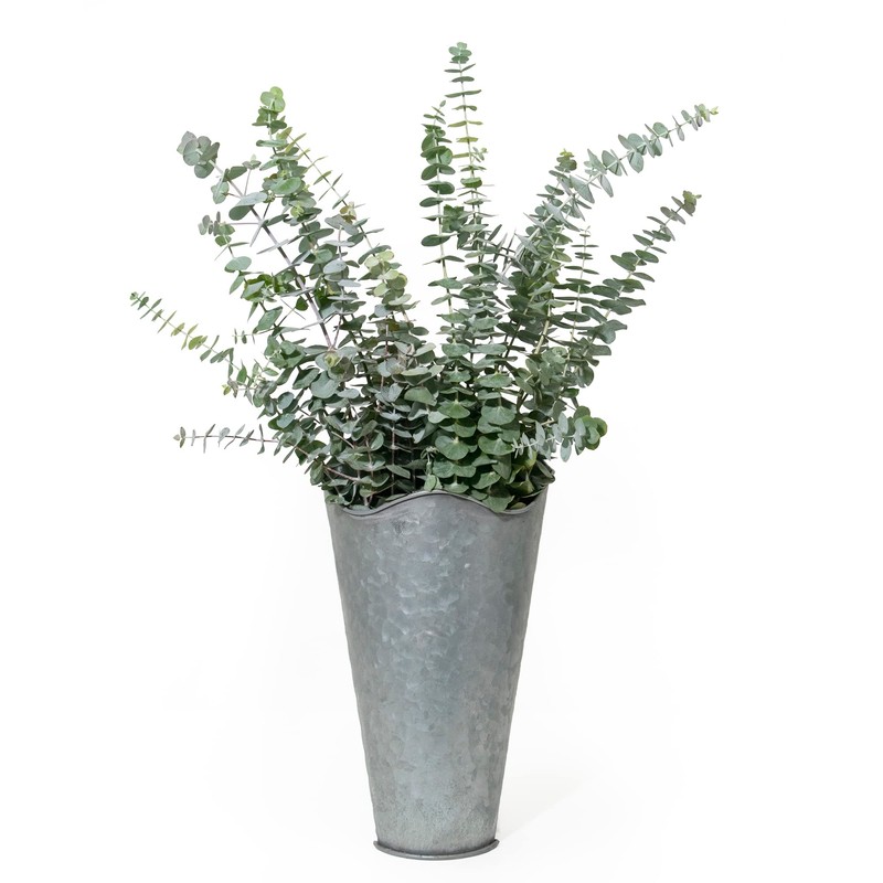 De La Terre Fresh Scented Baby Eucalyptus Pulverulenta Bunch for