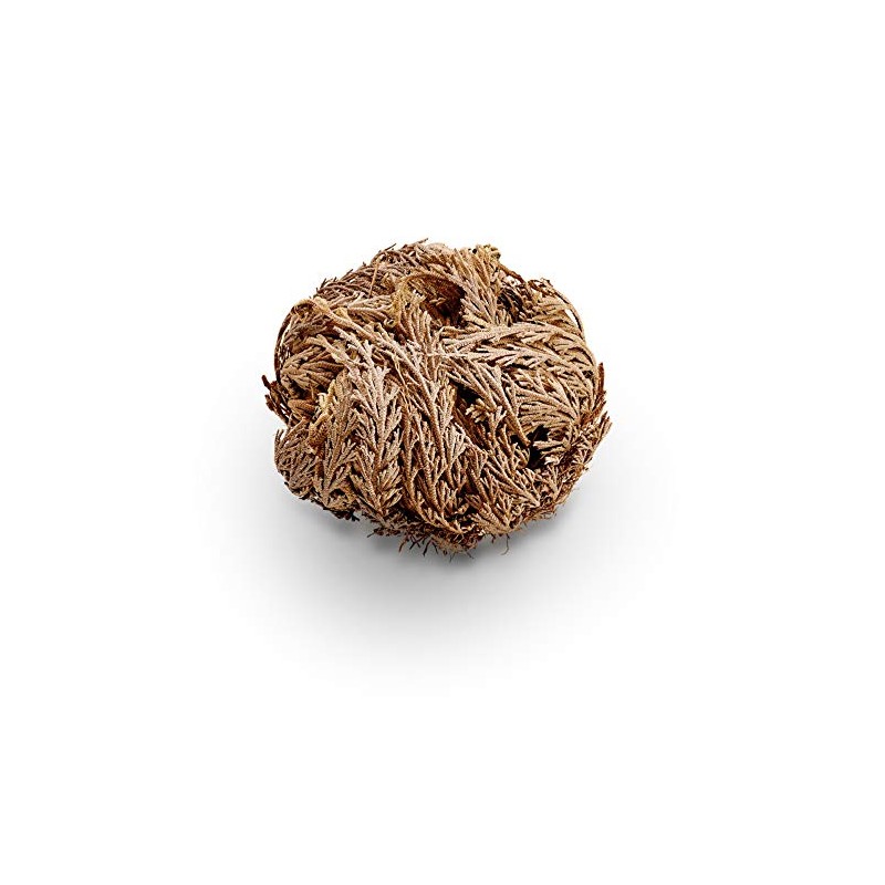 Luchea's Psychic World Herbs-Rose of Jericho-Whole