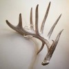 Acrylic Invisible Shed Antler Wall Mount Display