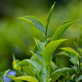 Chahyang |Pure green tea scent made with scent instead of tea leaves - (SO-0437) Korean green tea scent / 차향 | 찻잎 대신 향기를 우려낸 청아한 녹차향 - (SO-0437)한국 녹차향