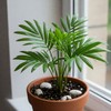 Cat Palm Tree Live Plant Tropical Indoor Chamaedorea Cataractarum 6"