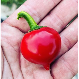 Tondo Round Calabrian Italian Picante Calabrese Spicy Pepper of Calabria Premium Seeds for Planting Packet