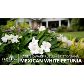 Katie's Dwarf Mexican Petunia White | 20 Live Plants | Ruellia brittoniana | Compact Flowering Perennial | Low Growing Pollinator Favorite for Walkways Borders Containers Landscaping