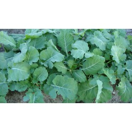 Collards Georgia Southern Greens (Select) 300-32,000 Seeds Heirloom Healthy Delicious (32000)
