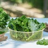 Paleo Cleanse Organic Curly Kale 100 Curly Kale Freeze-Dried Powder