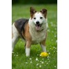 Petface Foodie Faces Latex Lemon Dog Toy with Built-In-Squeaker, Small