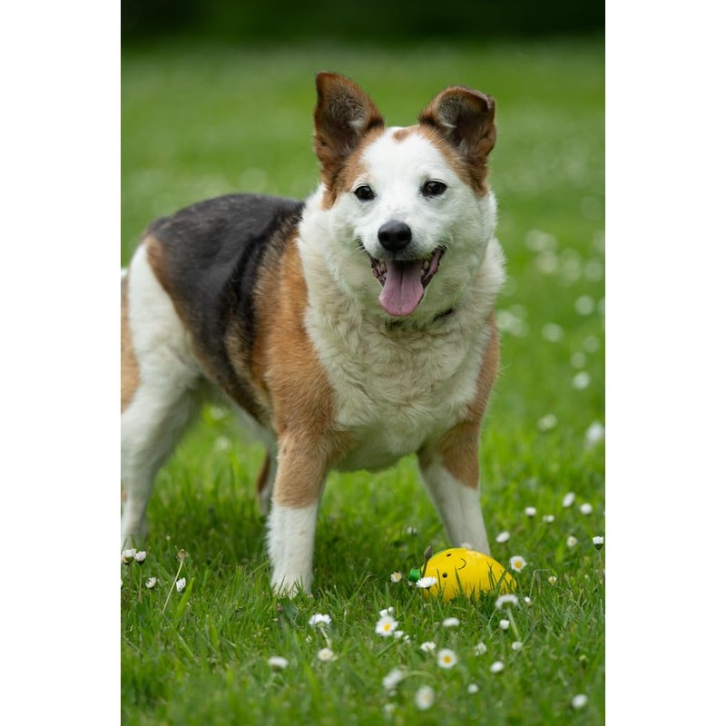 Petface Foodie Faces Latex Lemon Dog Toy with Built-In-Squeaker, Small