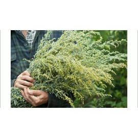 Wormwood (Artemisia Absinthium), 1.5 oz (43 grams), Wild-Harvested from Armenia. Premium Quality Herbal Tea