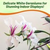 Outsidepride White Ivy Leaf Geranium Seeds for Planting - 20