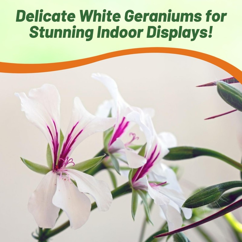 Outsidepride White Ivy Leaf Geranium Seeds for Planting - 20