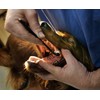Petosan Complete Dental Kit for Small Dogs